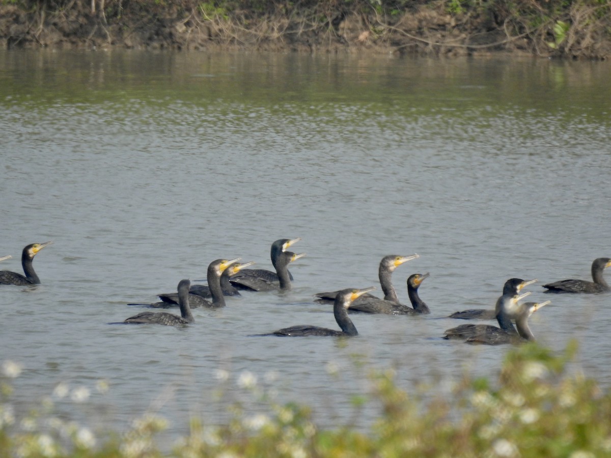 Great Cormorant - ML646440364