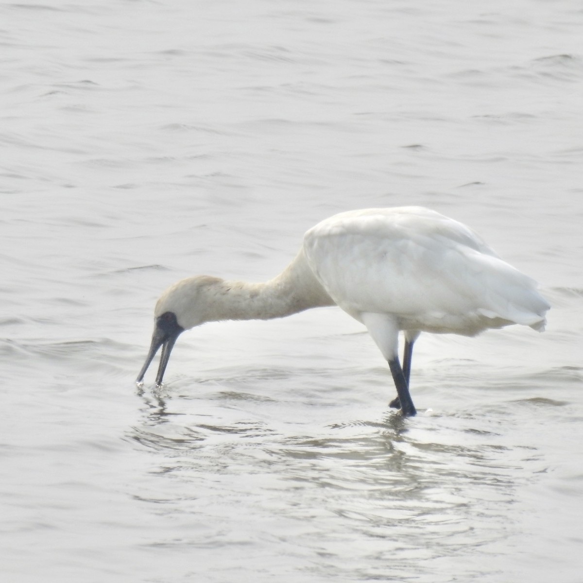 Black-faced Spoonbill - ML646440365