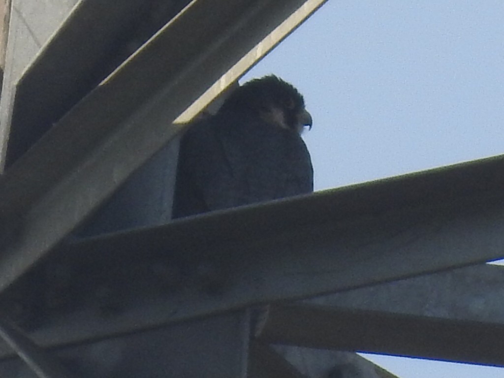 Peregrine Falcon - ML646440366