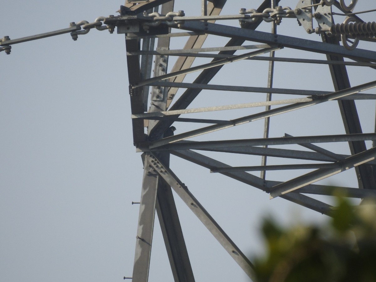 Peregrine Falcon - ML646440368