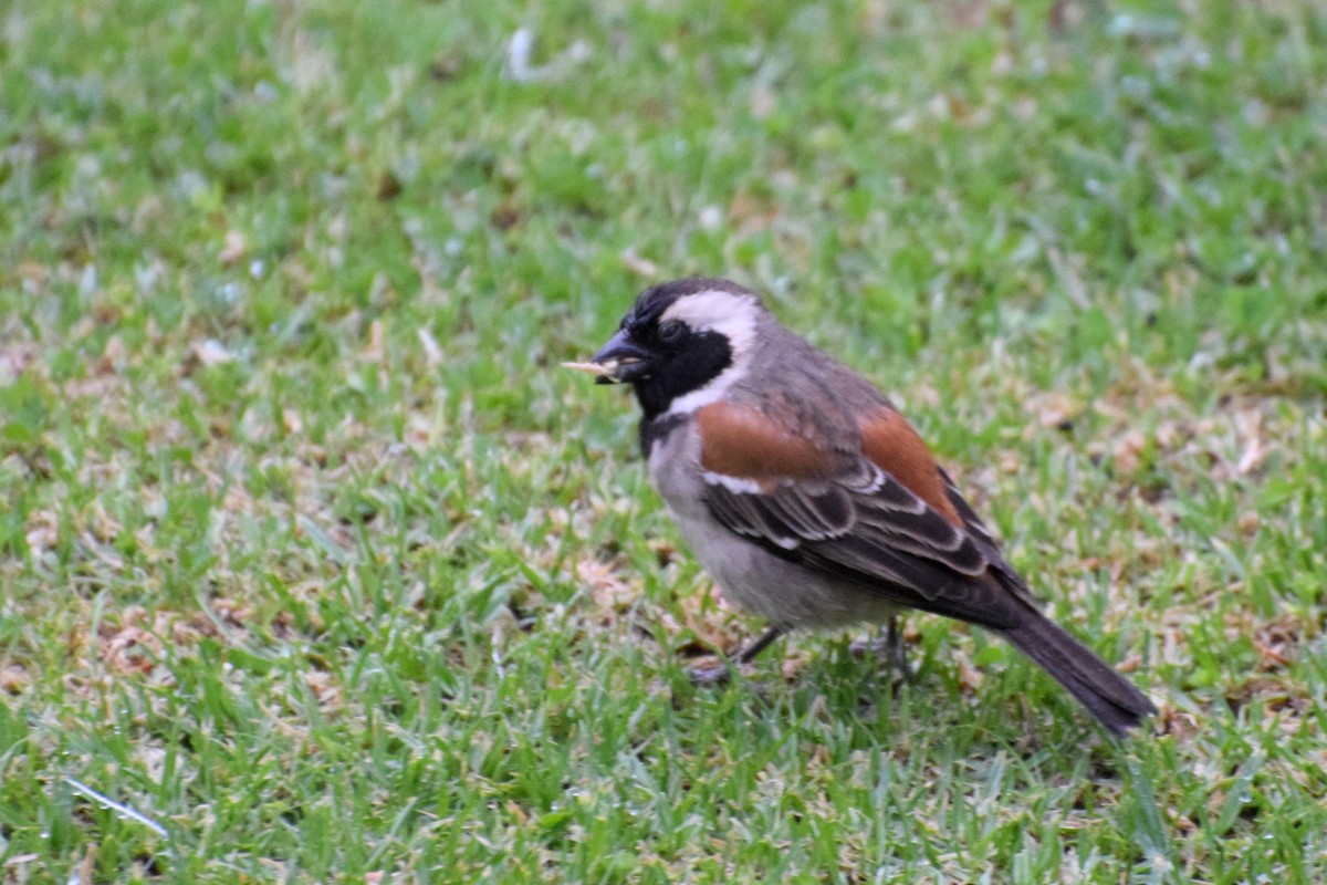 vrabec kapský - ML646440369