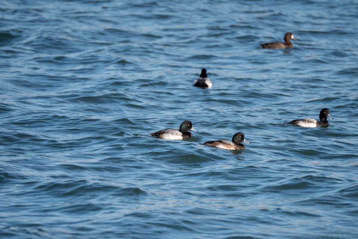 斑背潛鴨 - ML646440370