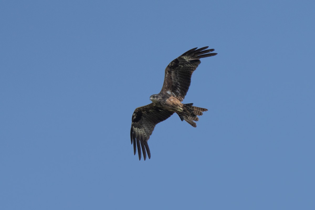 Black Kite - ML646440371