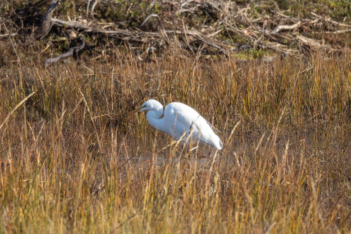 大白鷺 - ML646440372