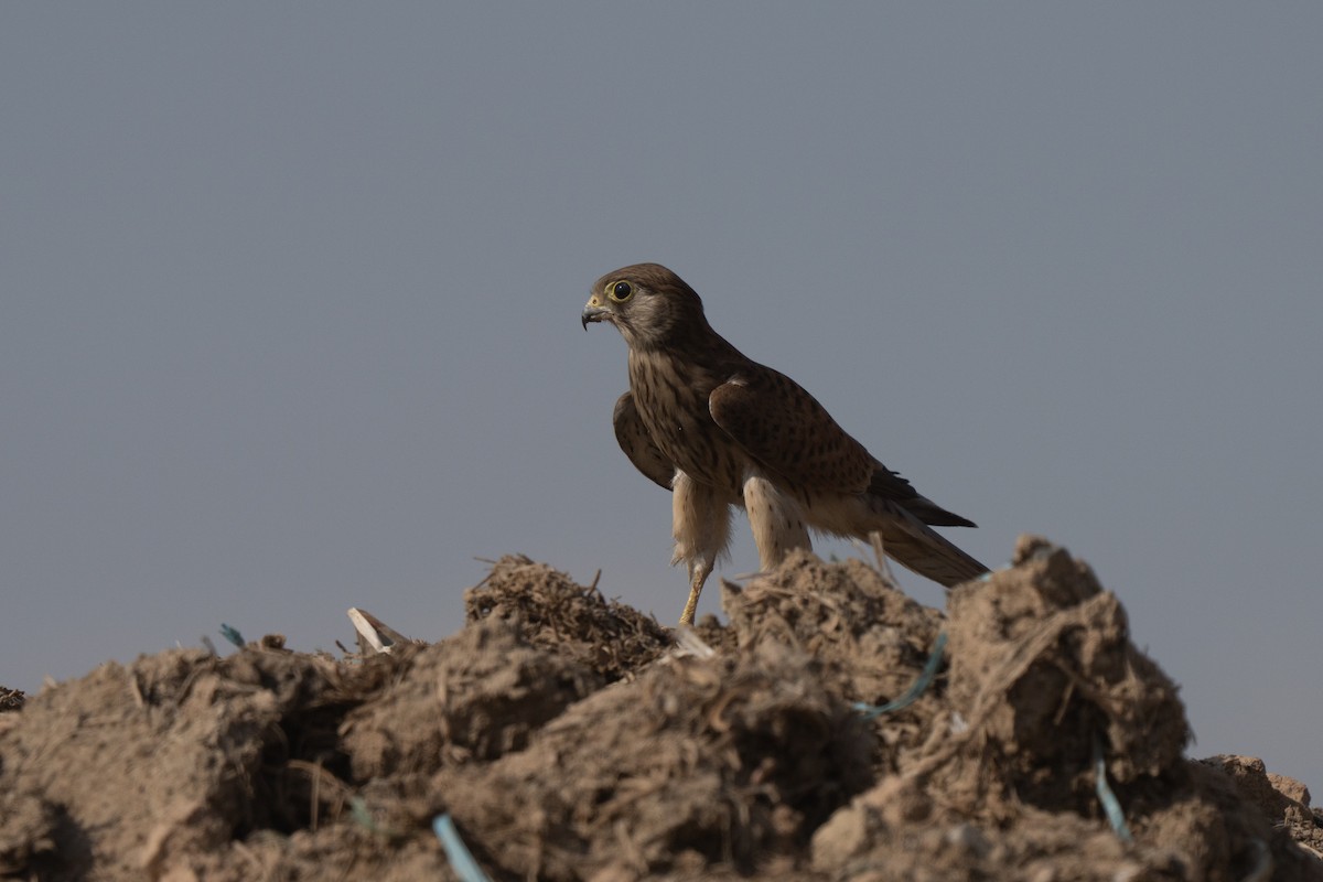 Eurasian Kestrel - ML646440373