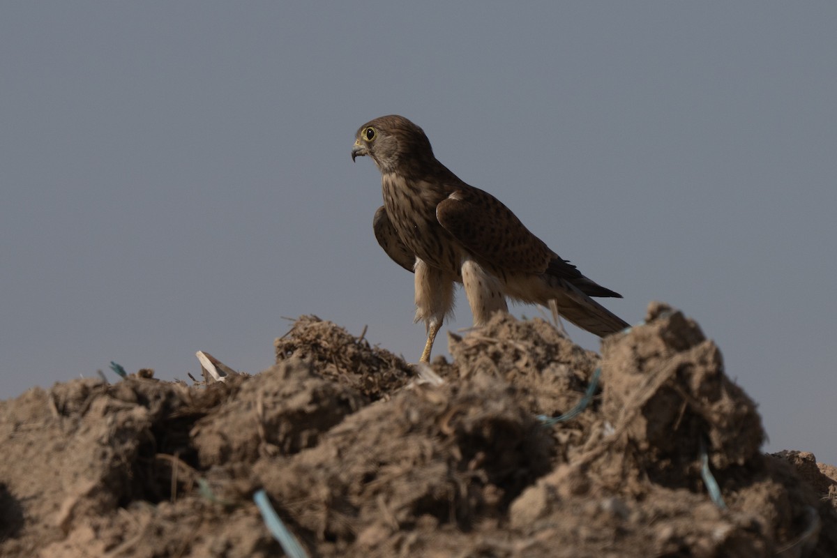 Eurasian Kestrel - ML646440374