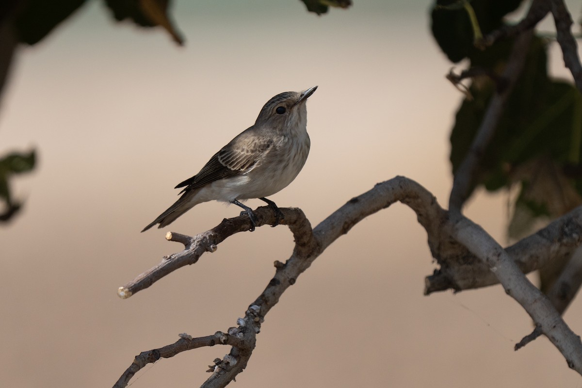 Grauschnäpper - ML646440375