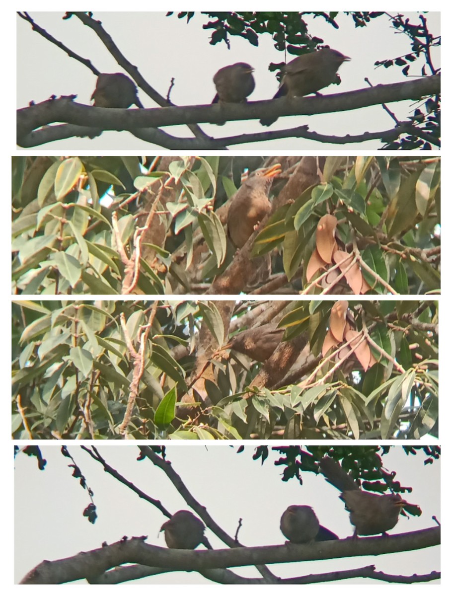 Dschungeldrosselhäherling - ML646440376