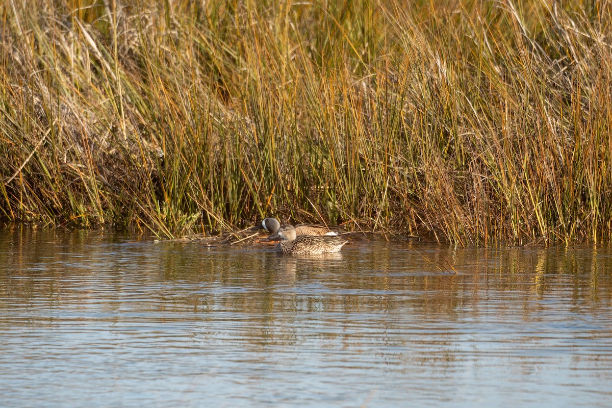 čírka modrokřídlá - ML646440377