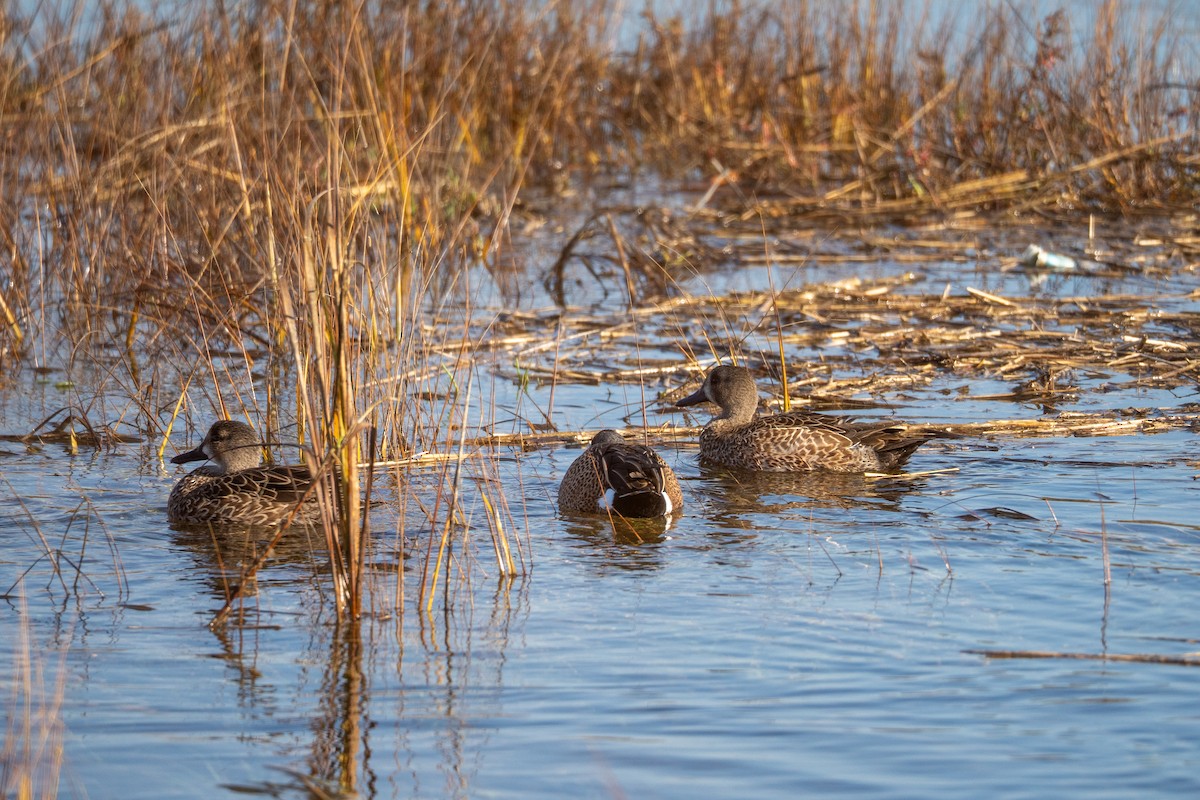 čírka modrokřídlá - ML646440378