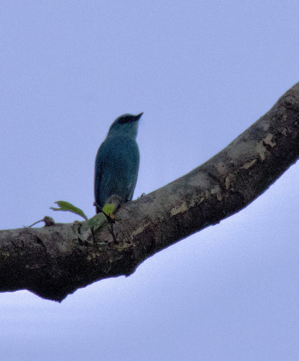 Verditer Flycatcher - ML646440379