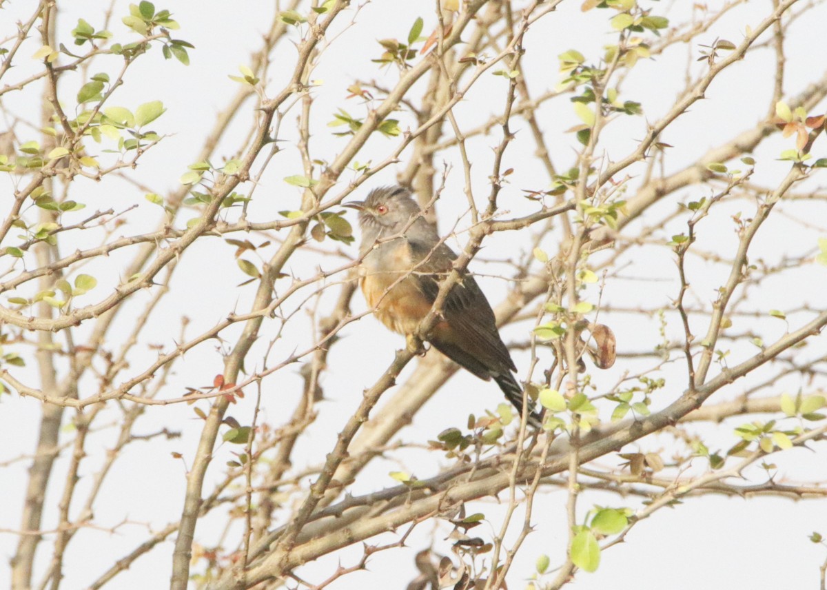 Plaintive Cuckoo - ML646440380