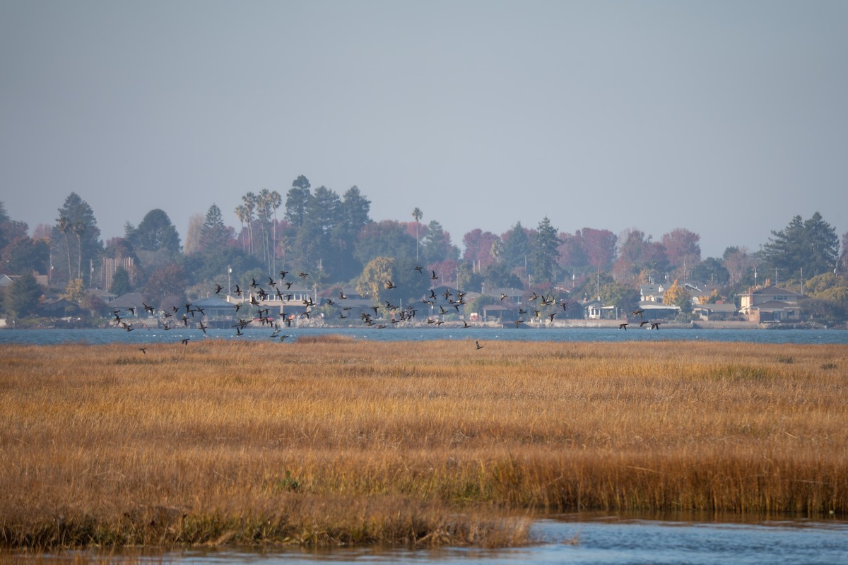 Krickente - ML646440382