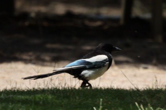 Elster [pica-Gruppe] - ML646440383