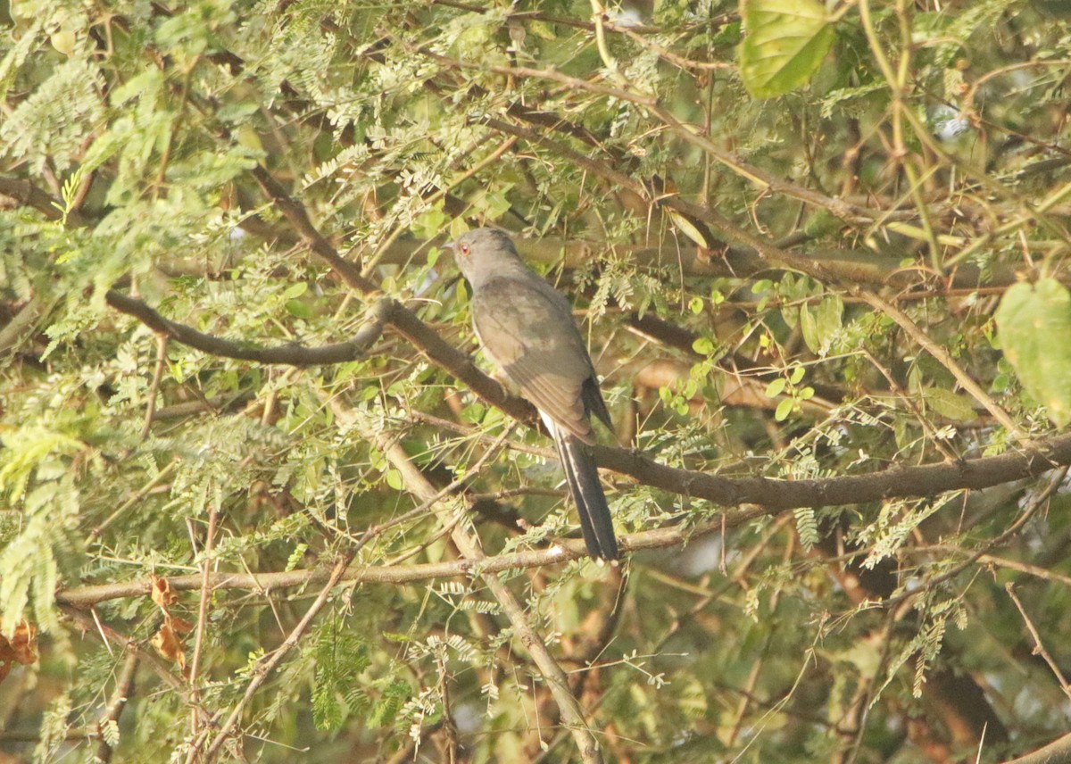 Graubauchkuckuck - ML646440384