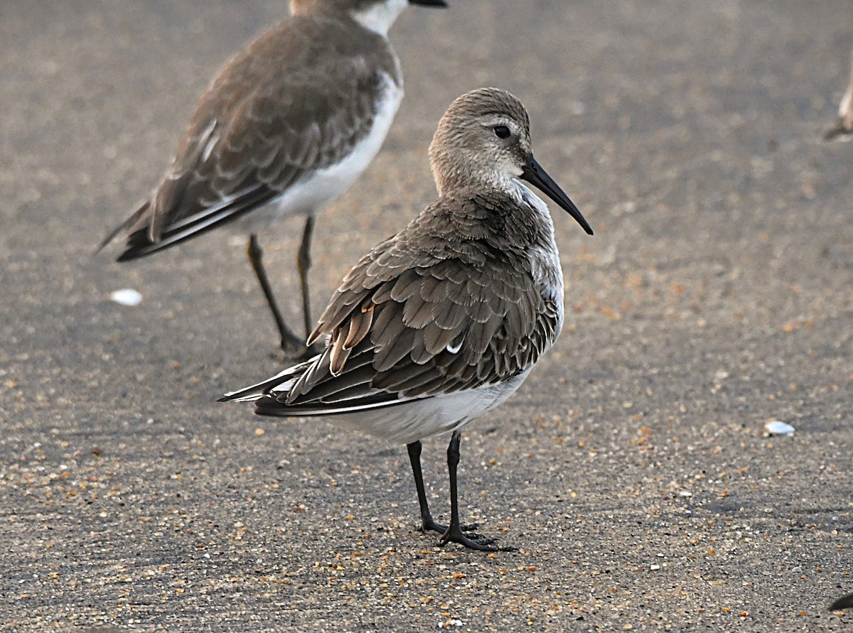 Хар элсэг - ML646440385