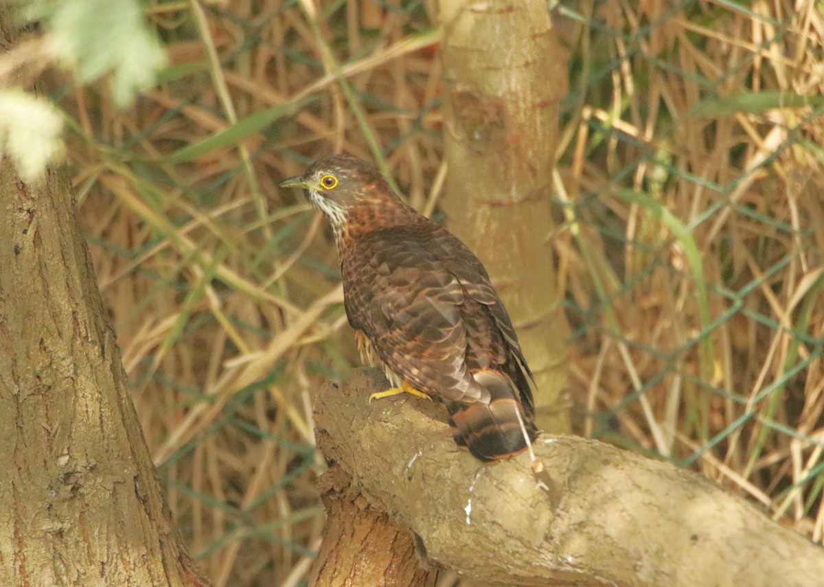 Large Hawk-Cuckoo - ML646440386