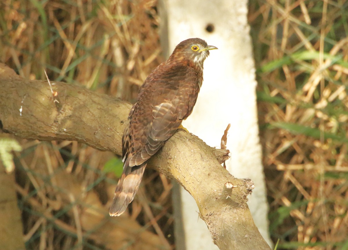 Large Hawk-Cuckoo - ML646440387