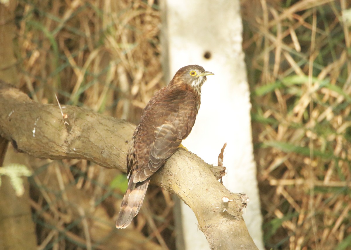 Large Hawk-Cuckoo - ML646440388