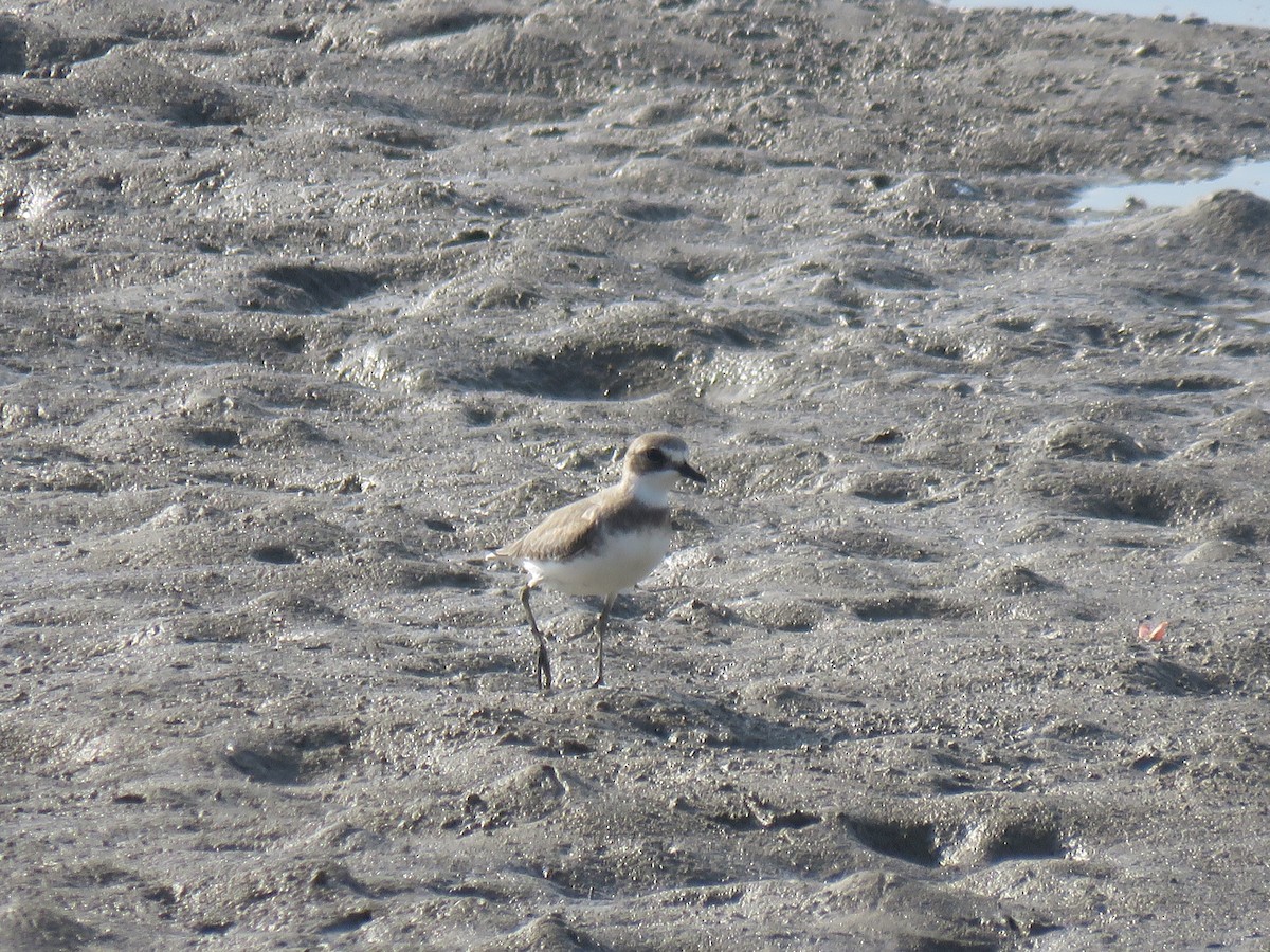 Kolymaregenpfeifer - ML646440389