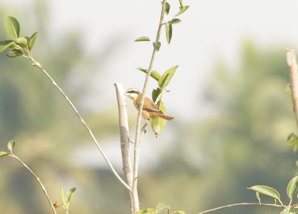 Braunwürger - ML646440390