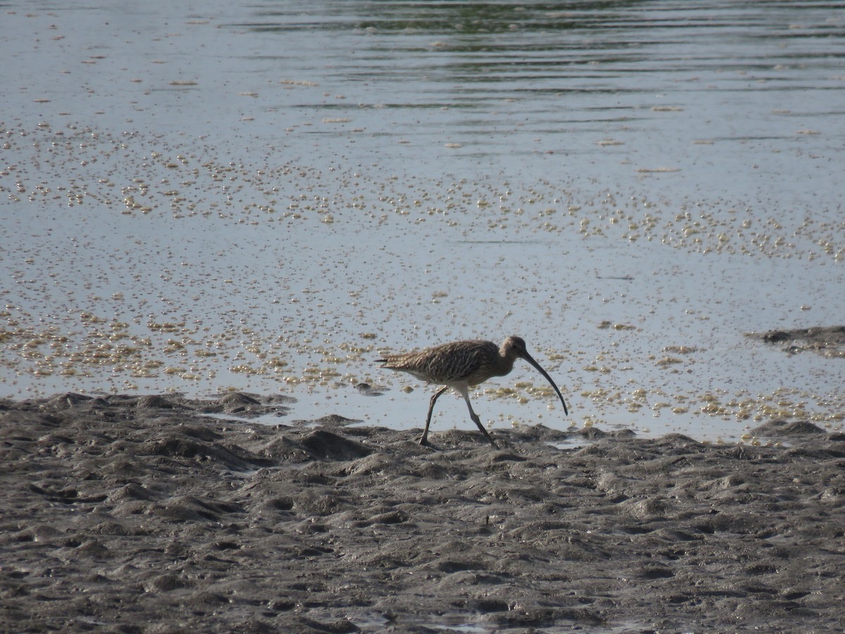 Isabellbrachvogel - ML646440391