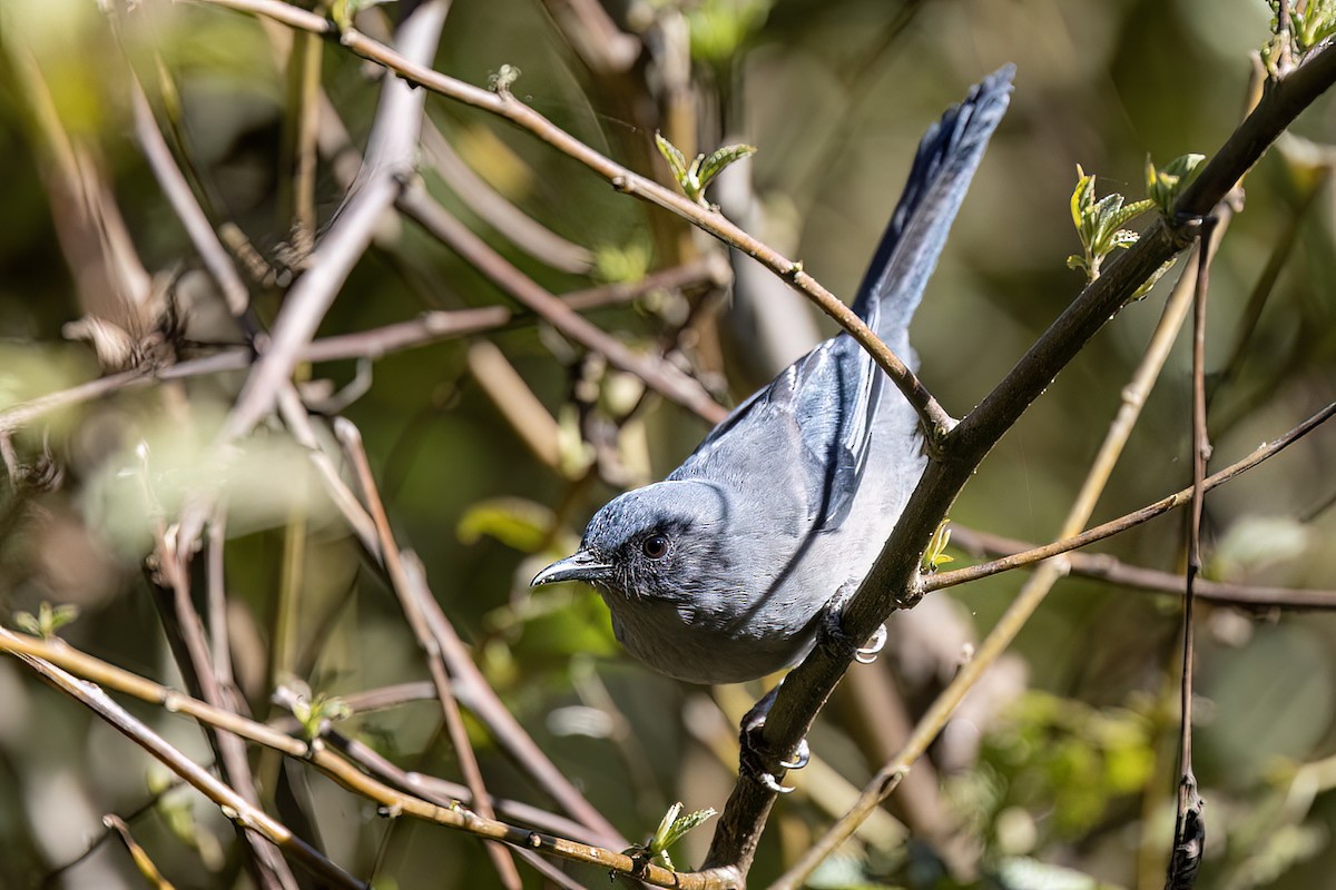 Prachtsibia - ML646440392