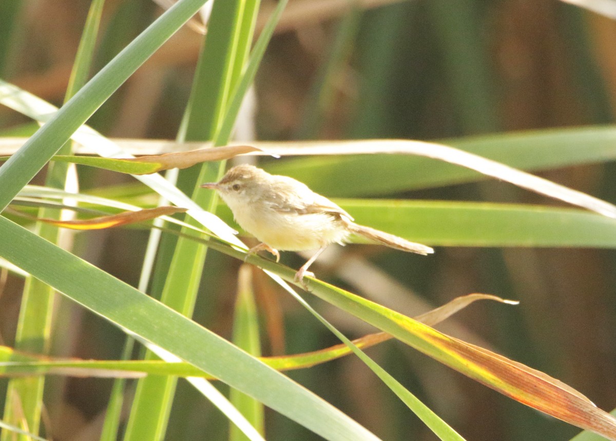 Schlichtprinie - ML646440393