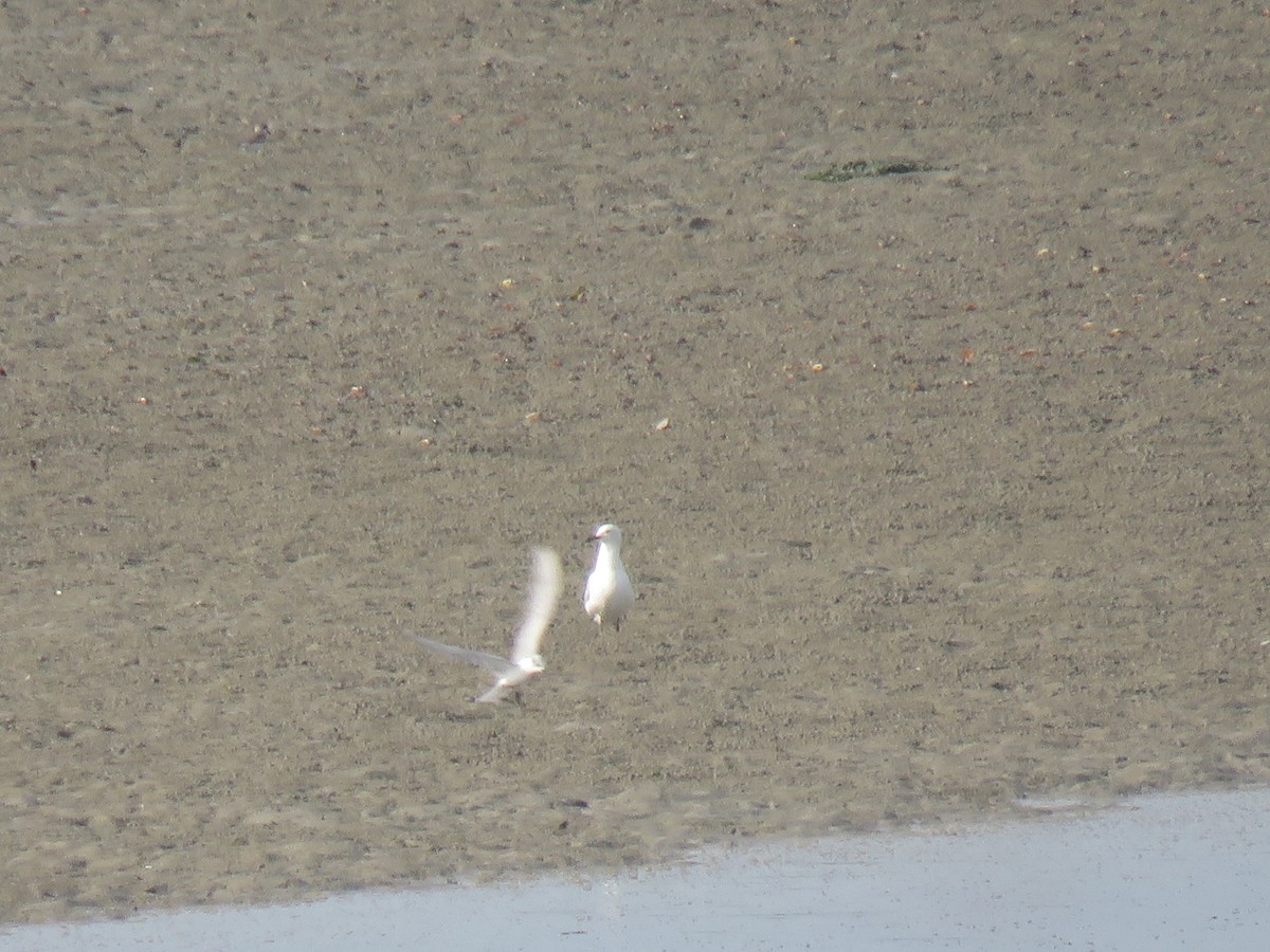 Silberkopfmöwe - ML646440394