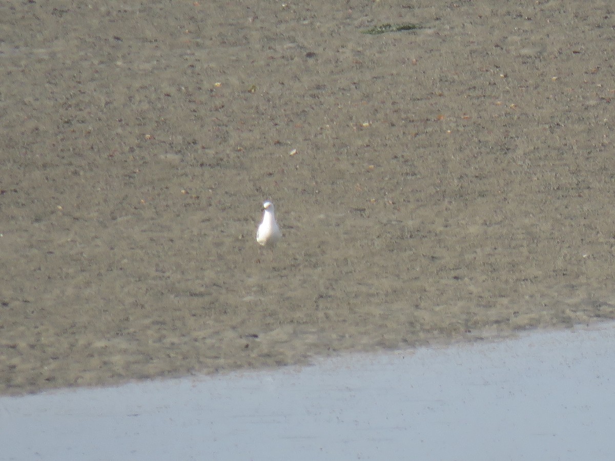 Silberkopfmöwe - ML646440395