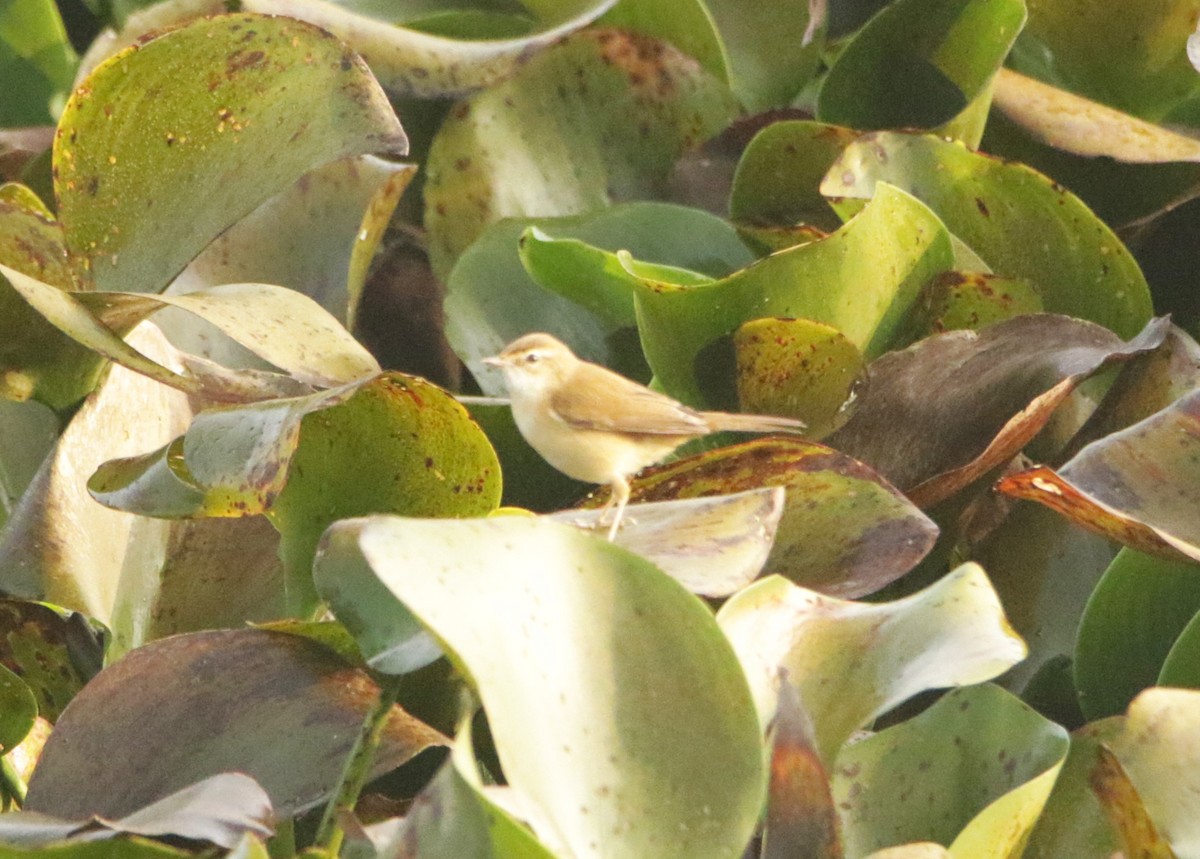 Feldrohrsänger - ML646440396