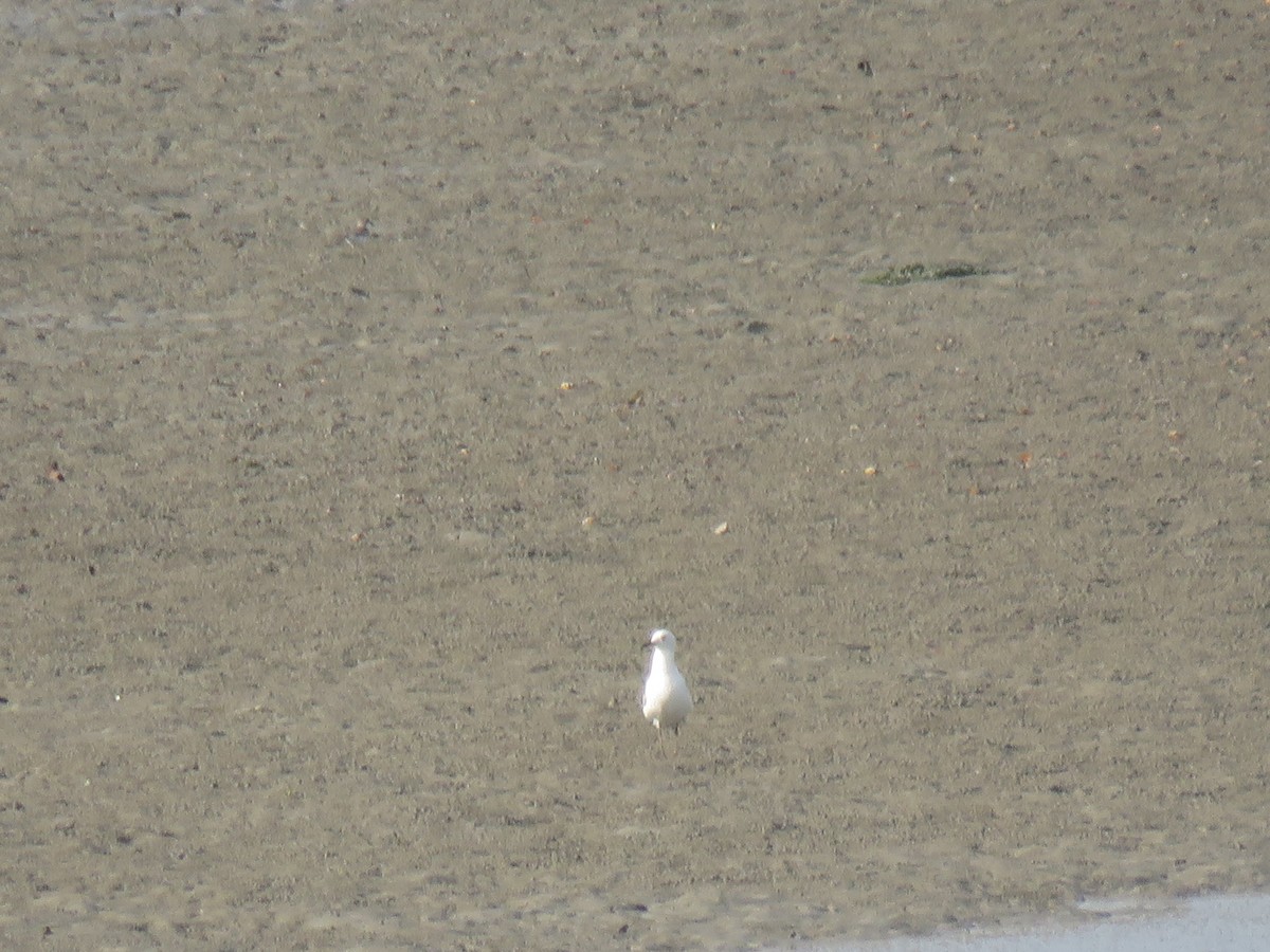 Silberkopfmöwe - ML646440397