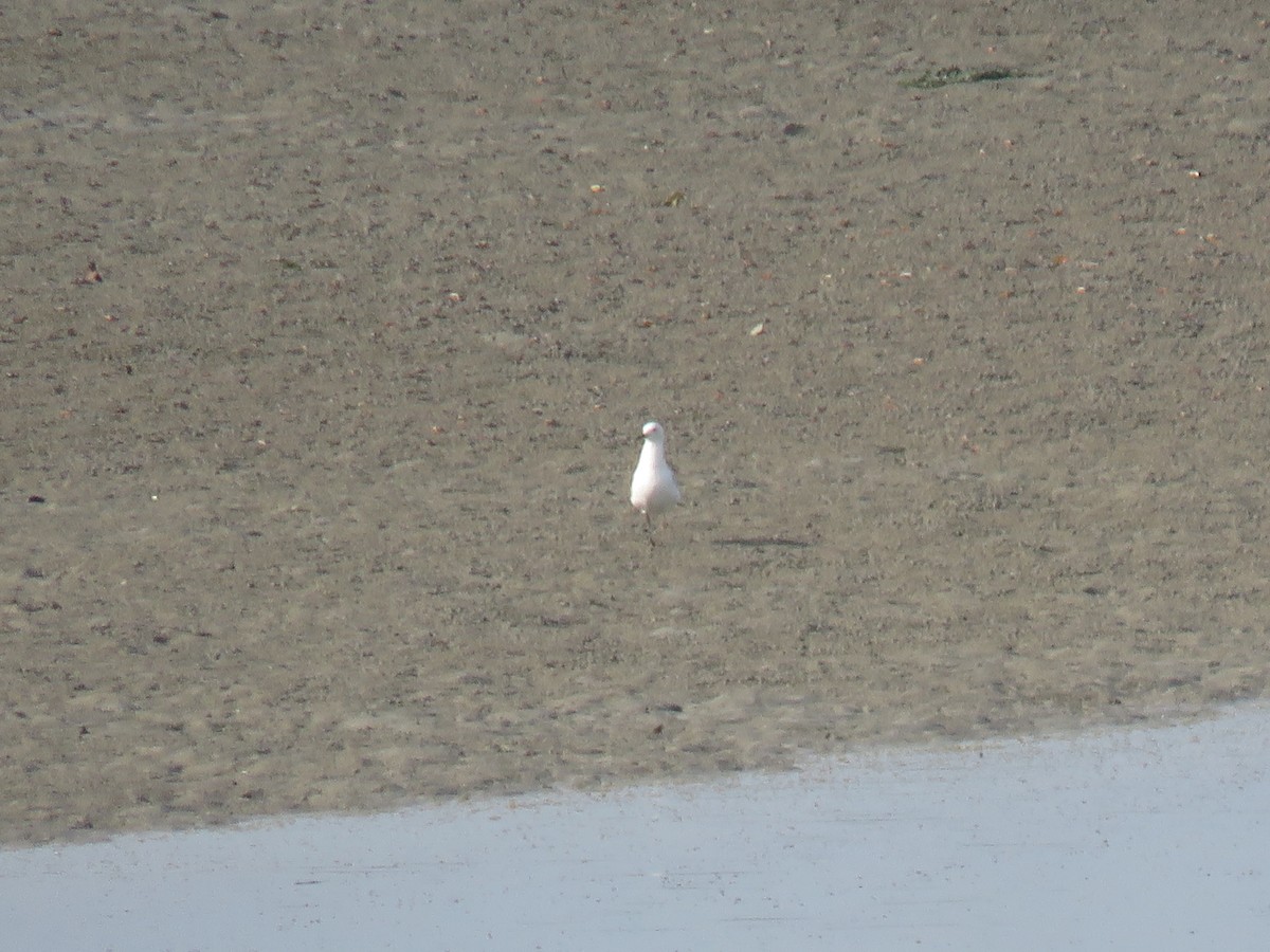 Silberkopfmöwe - ML646440398