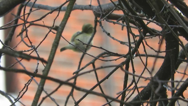 Gelbbrauen-Laubsänger - ML646440399