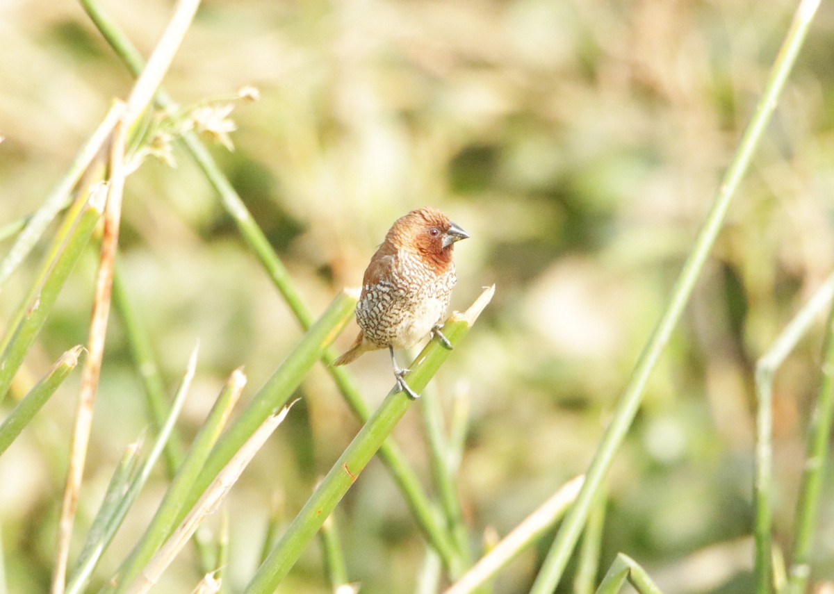 Muskatbronzemännchen - ML646440400