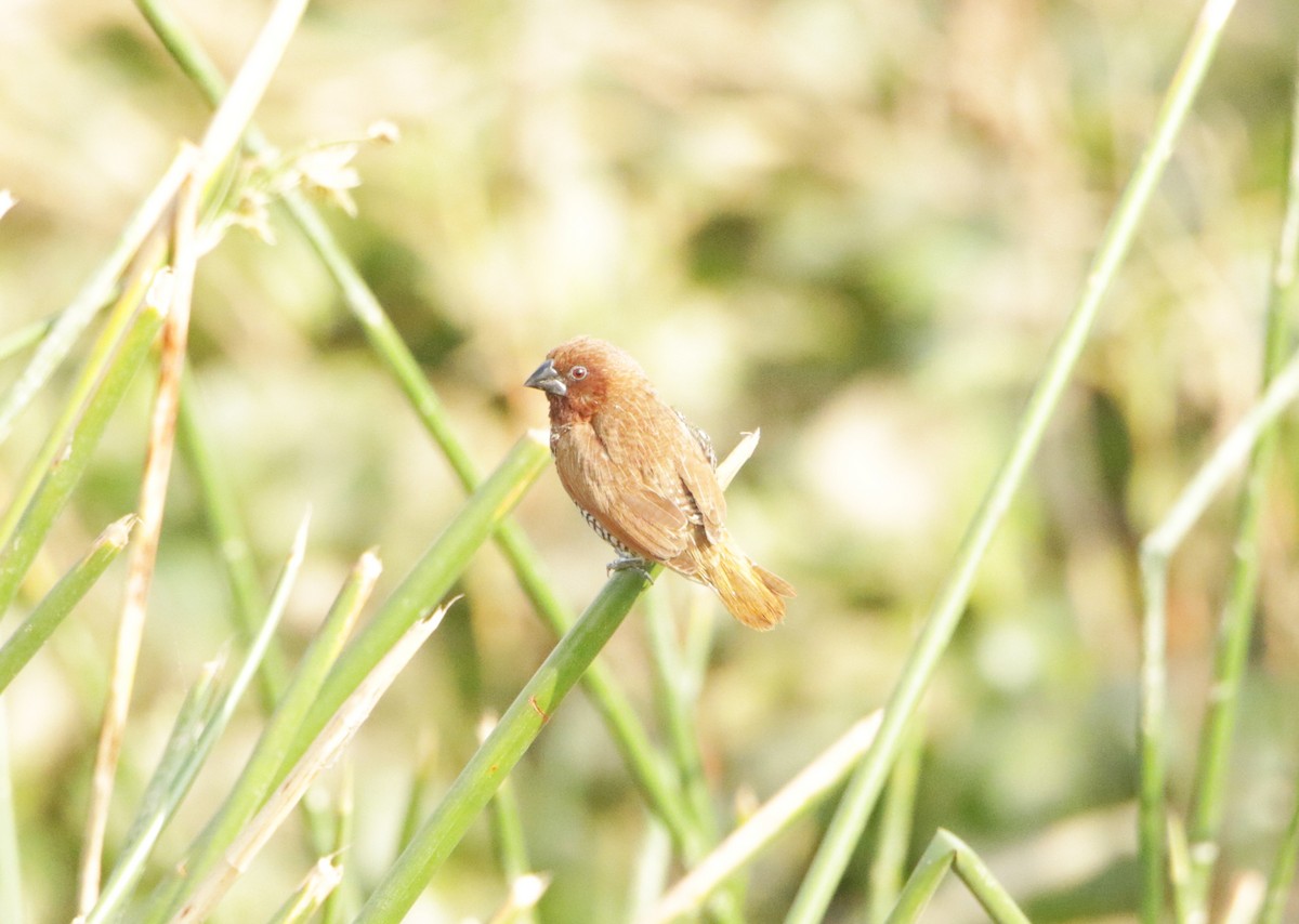 Muskatbronzemännchen - ML646440401