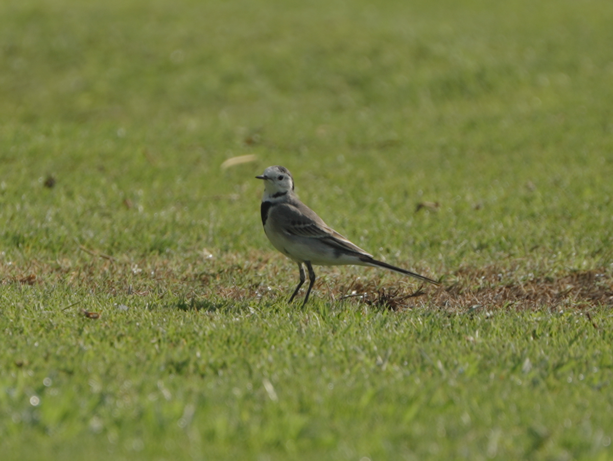 Bachstelze - ML646440402