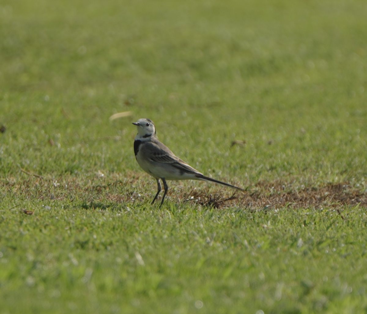 Bachstelze - ML646440403