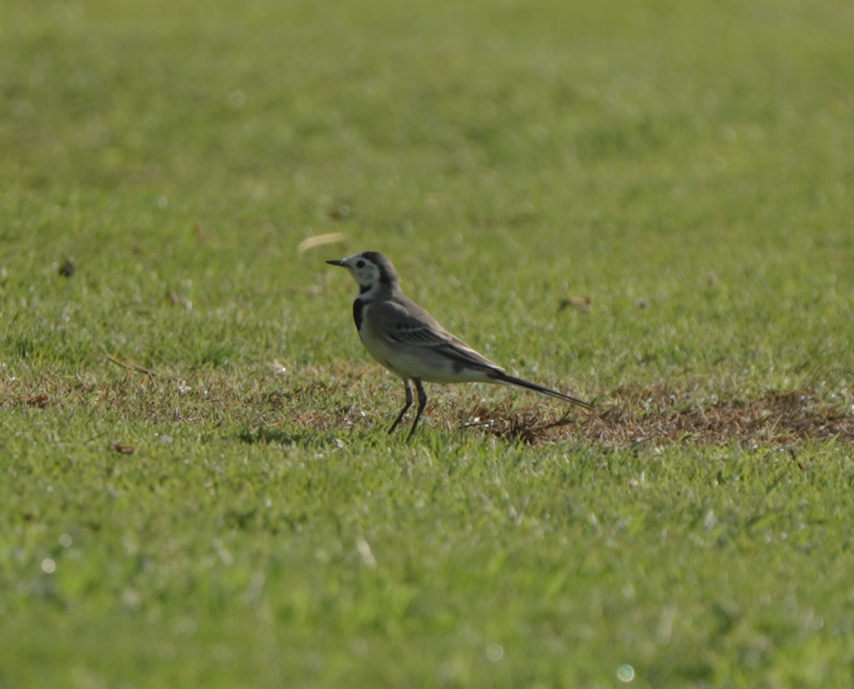 Bachstelze - ML646440404