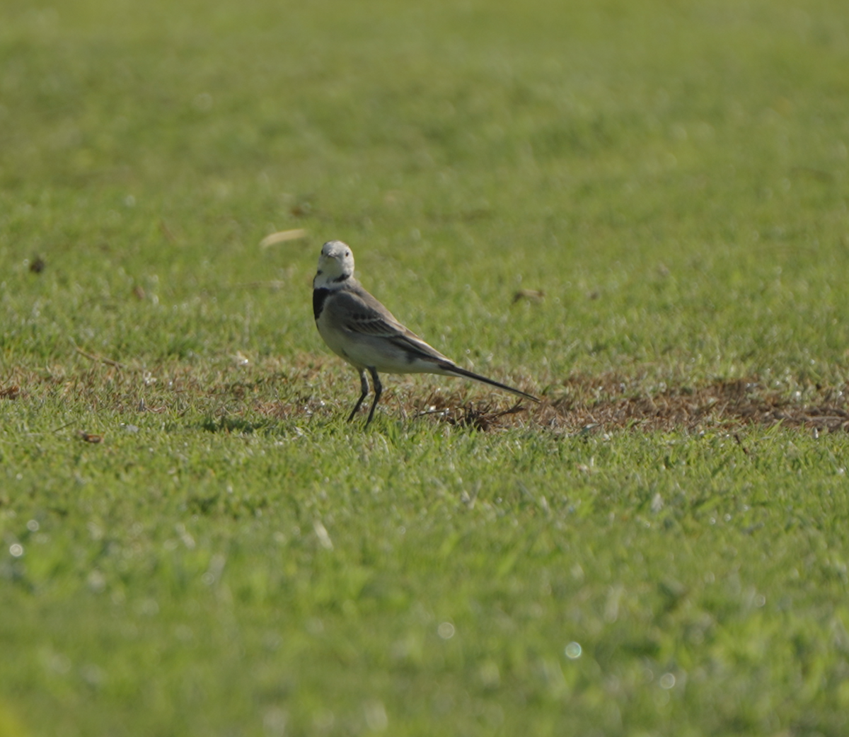 Bachstelze - ML646440405