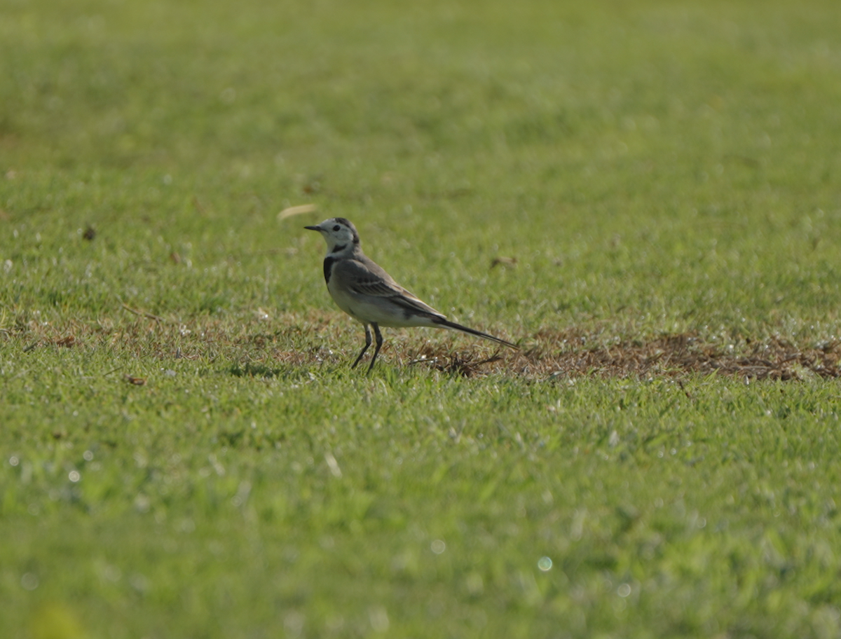 Bachstelze - ML646440406