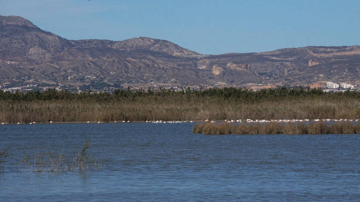 Rosaflamingo - ML646440407