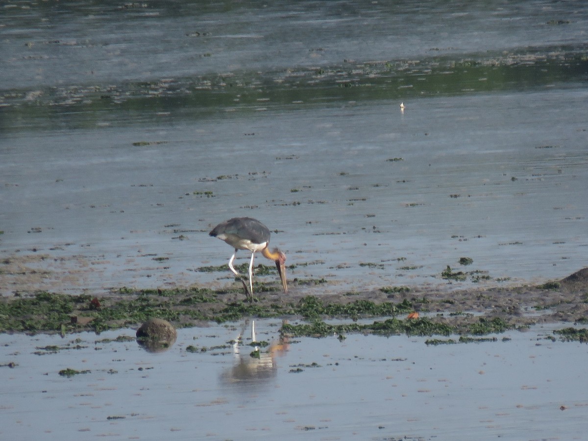 Sundamarabu - ML646440408