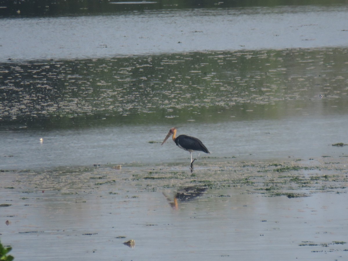 Sundamarabu - ML646440410