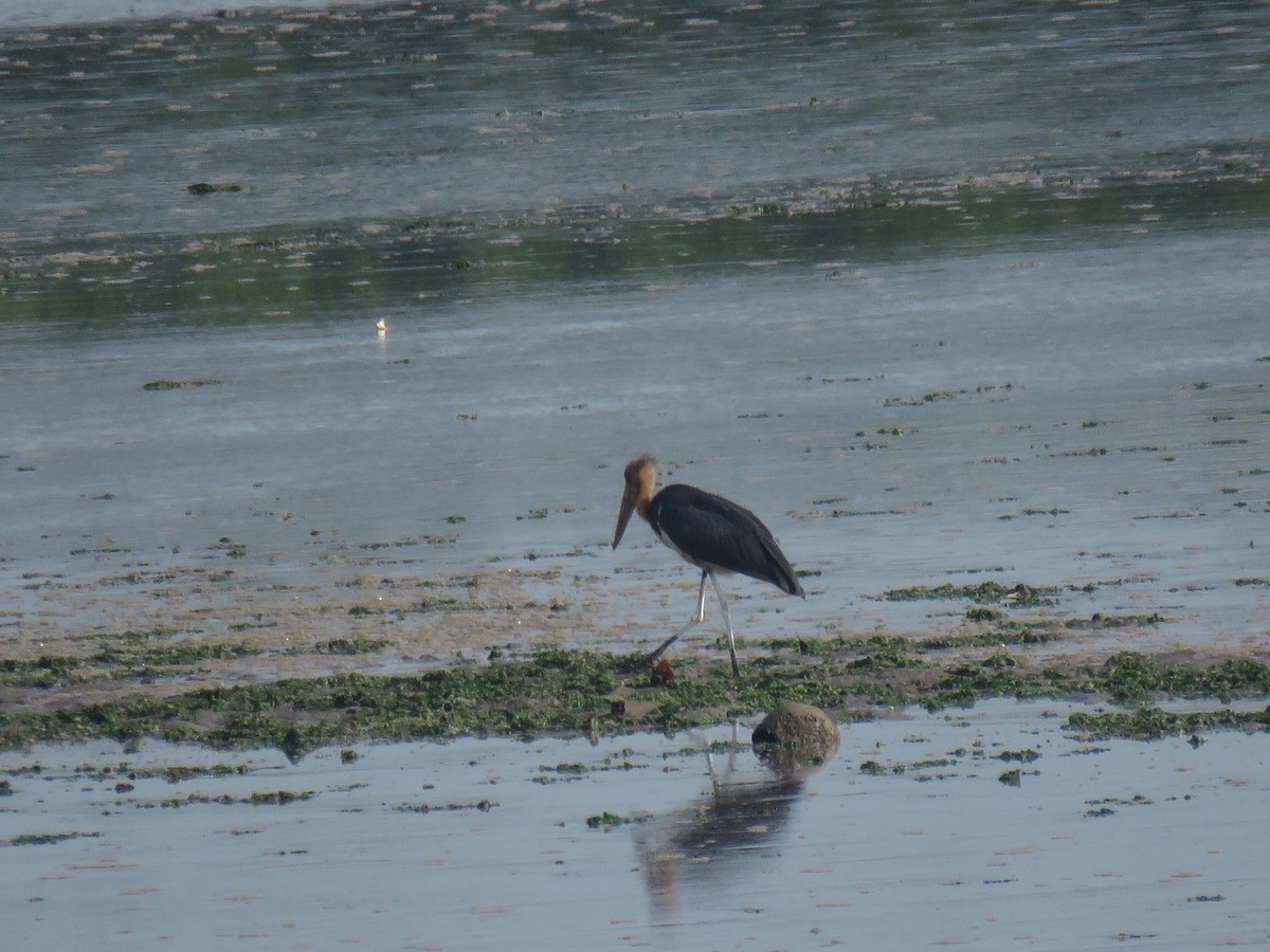 Sundamarabu - ML646440412