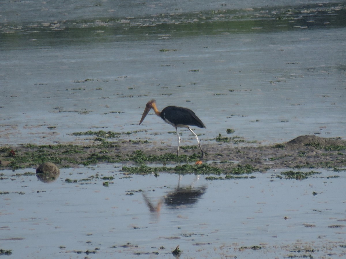 Sundamarabu - ML646440414