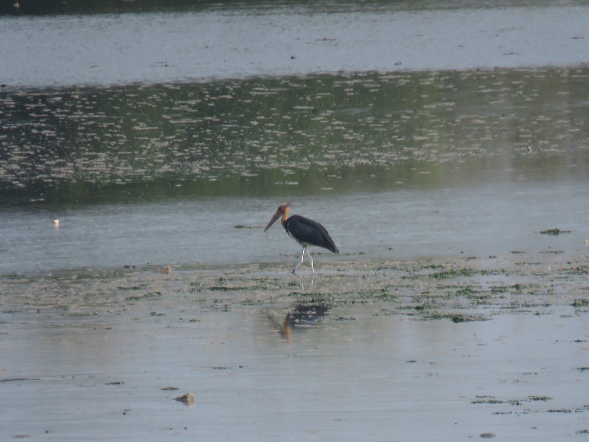 Sundamarabu - ML646440415