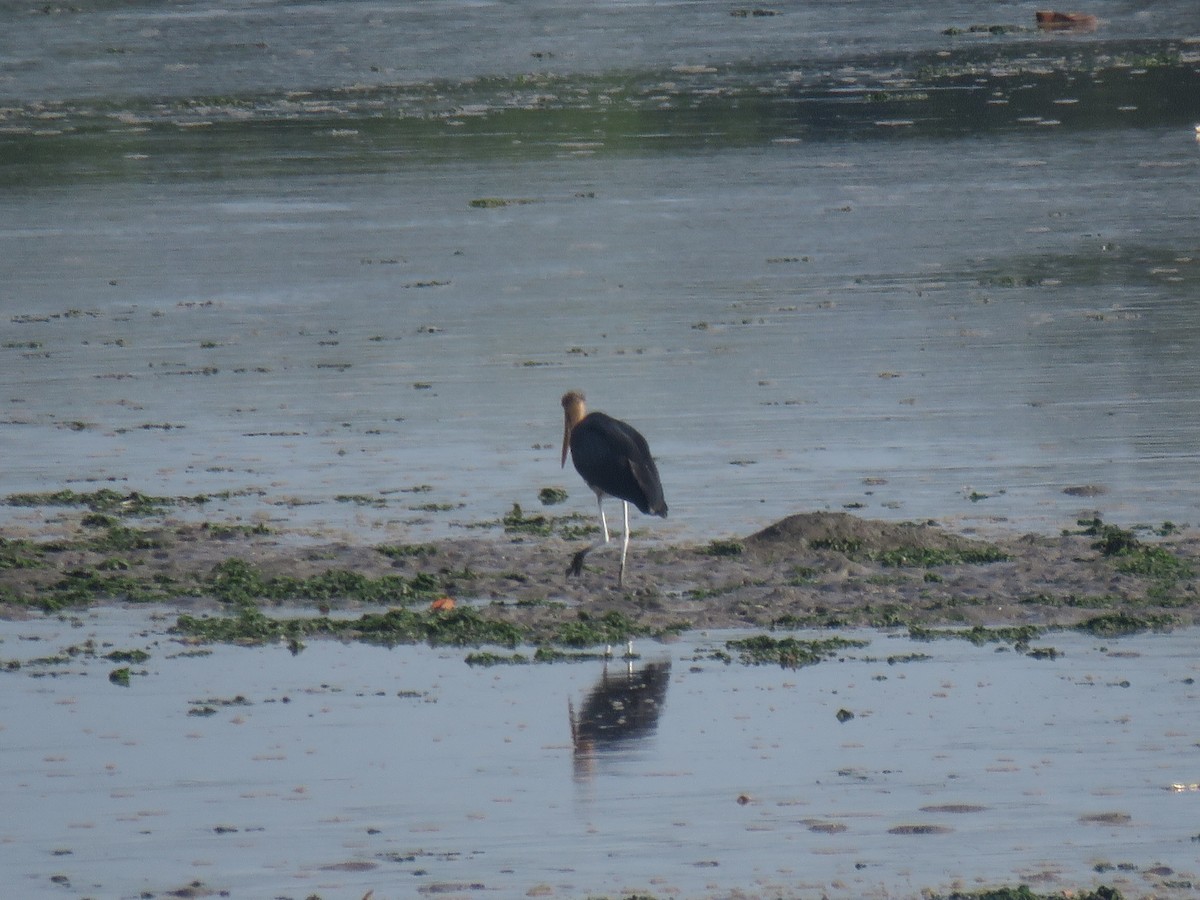 Sundamarabu - ML646440416