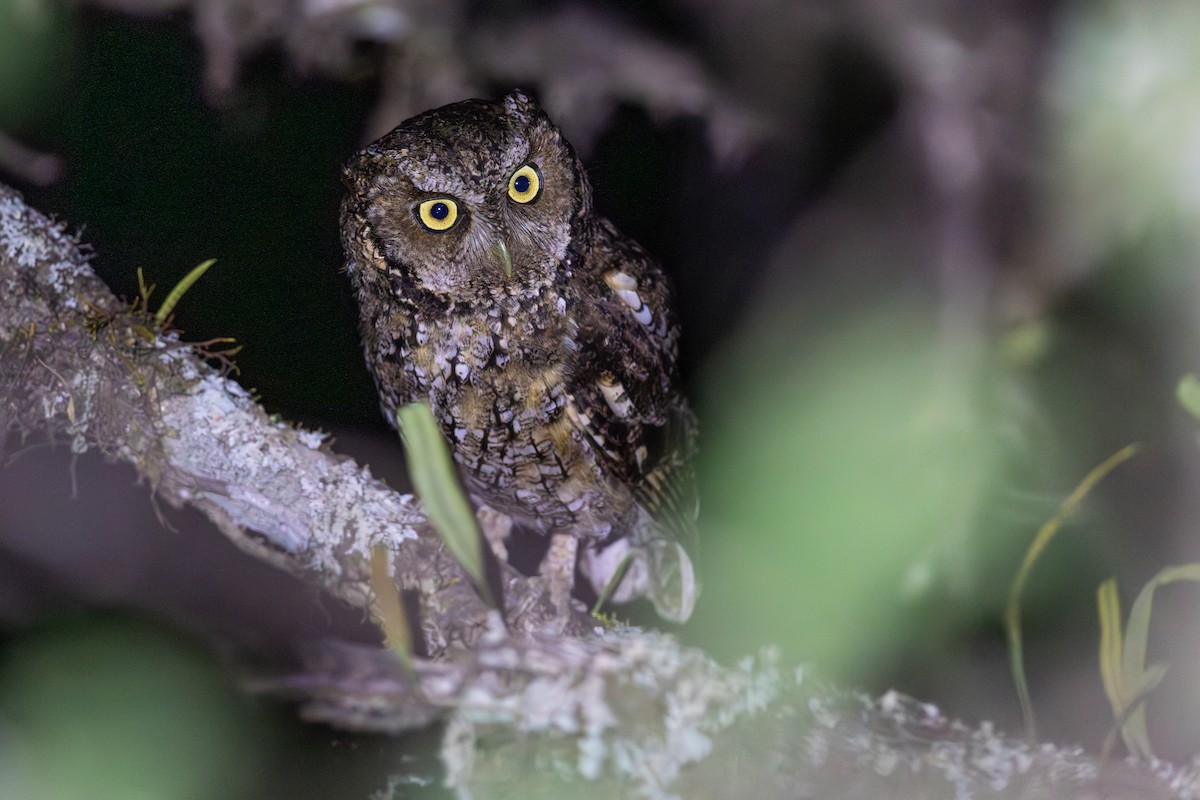 Montane Forest Screech-Owl - ML646440417