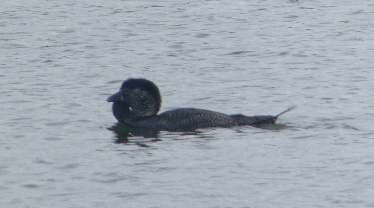 Musk Duck - ML646440419